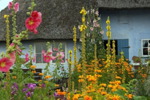 Average cost of listed building insurance - Shows flowers in a garden of an old cottage