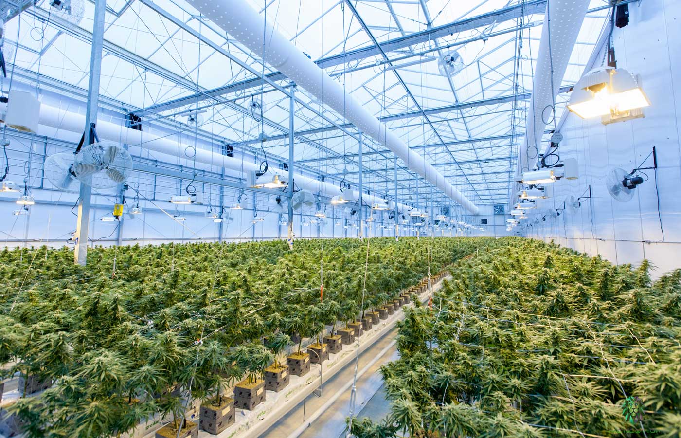 Cannabis farm insurance - Shows a professional farm setup