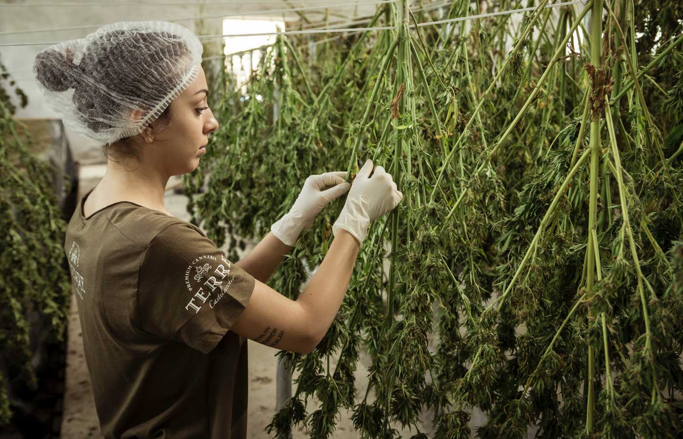 Shows a farm worker maintaining plants