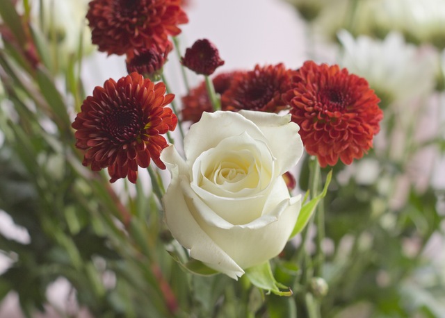 flowers-petals-gift-flower