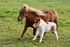 Horse rider insurance UK - Shows two horses in a field