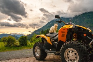 Quad Bike Insurance - Orange ATV with a cat on top