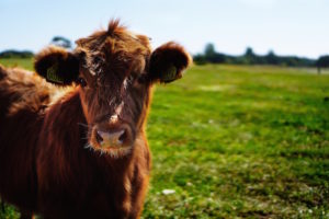 Public liability land insurance -  A cow grazing in a field