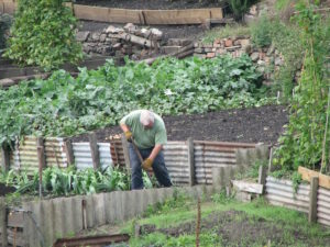 Allotment facts - Shows an allotment owner at work