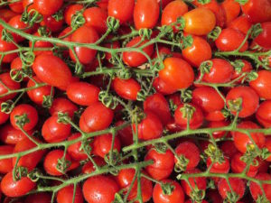 Facts about allotments - Shows a bunch of vine tomatoes