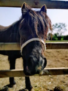 horse riding public liability insurance - close-up of a black horse behind a fence