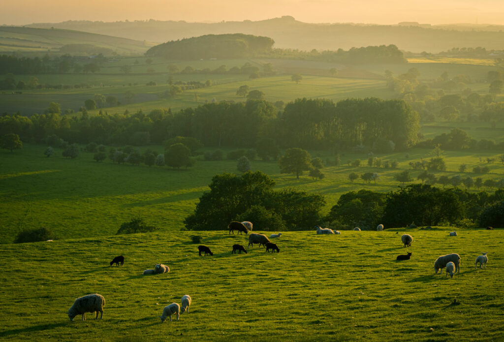 shows an image of cows in a field at sunset - agricultural land insurance