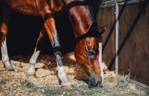 Livery yard insurance - Shows horse feeding in a stables