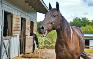 Stables insurance cover - Beautiful horse chewing on hay