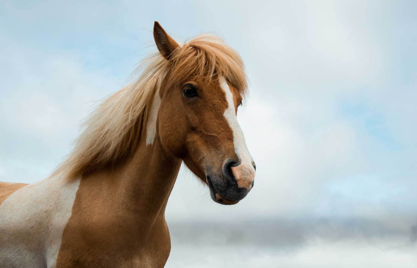 Horse insurance quote - Shows a close-up of a beautiful horse