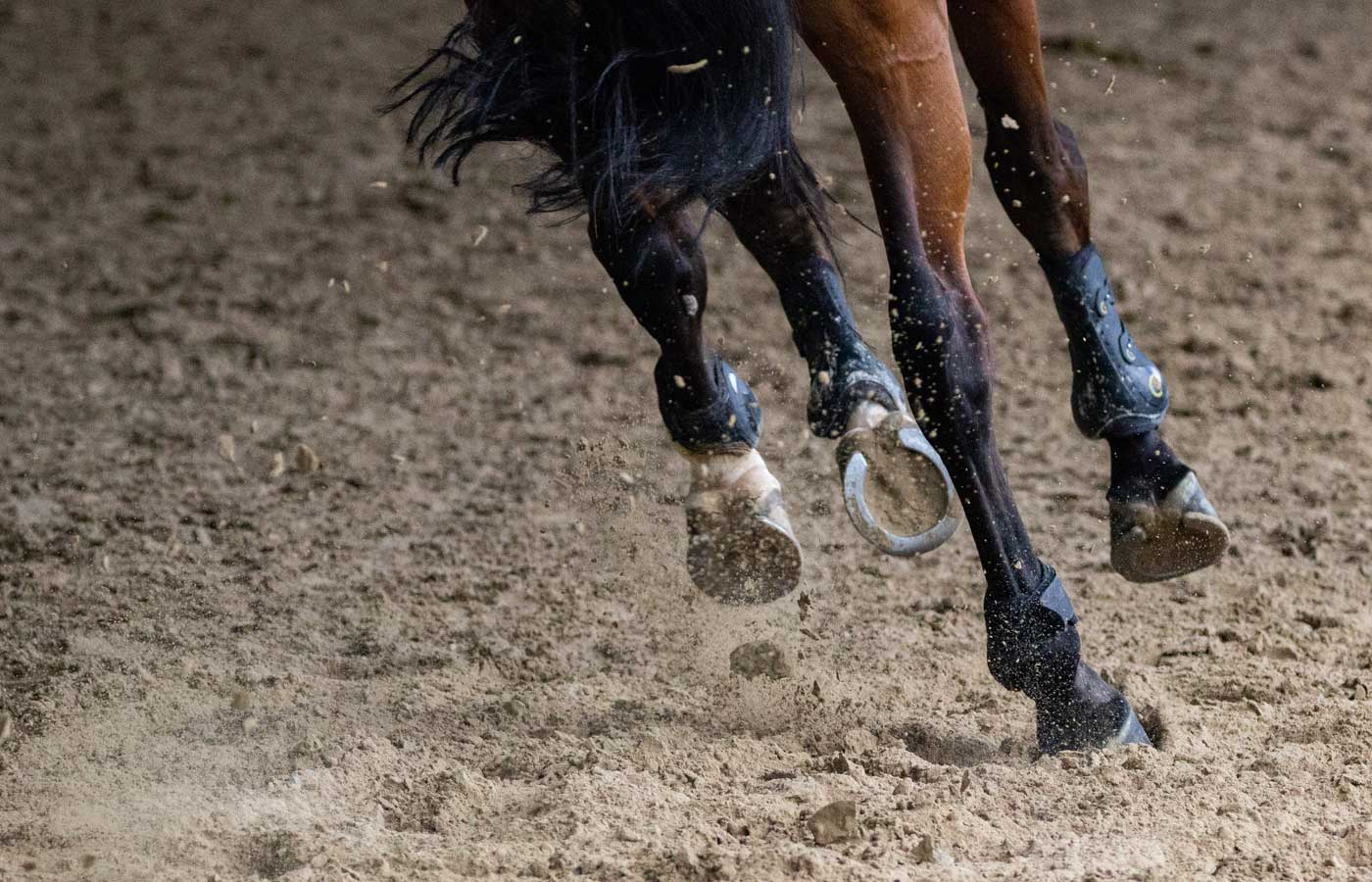 Shows a horses legs galloping around a track