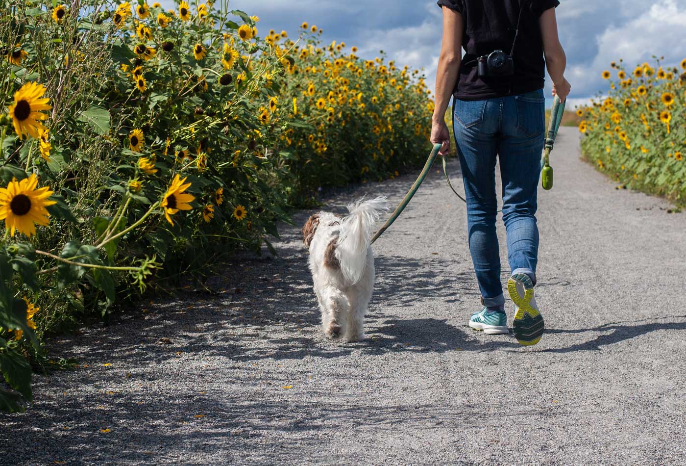 How to set up a dog walking business - Walking through the countryside