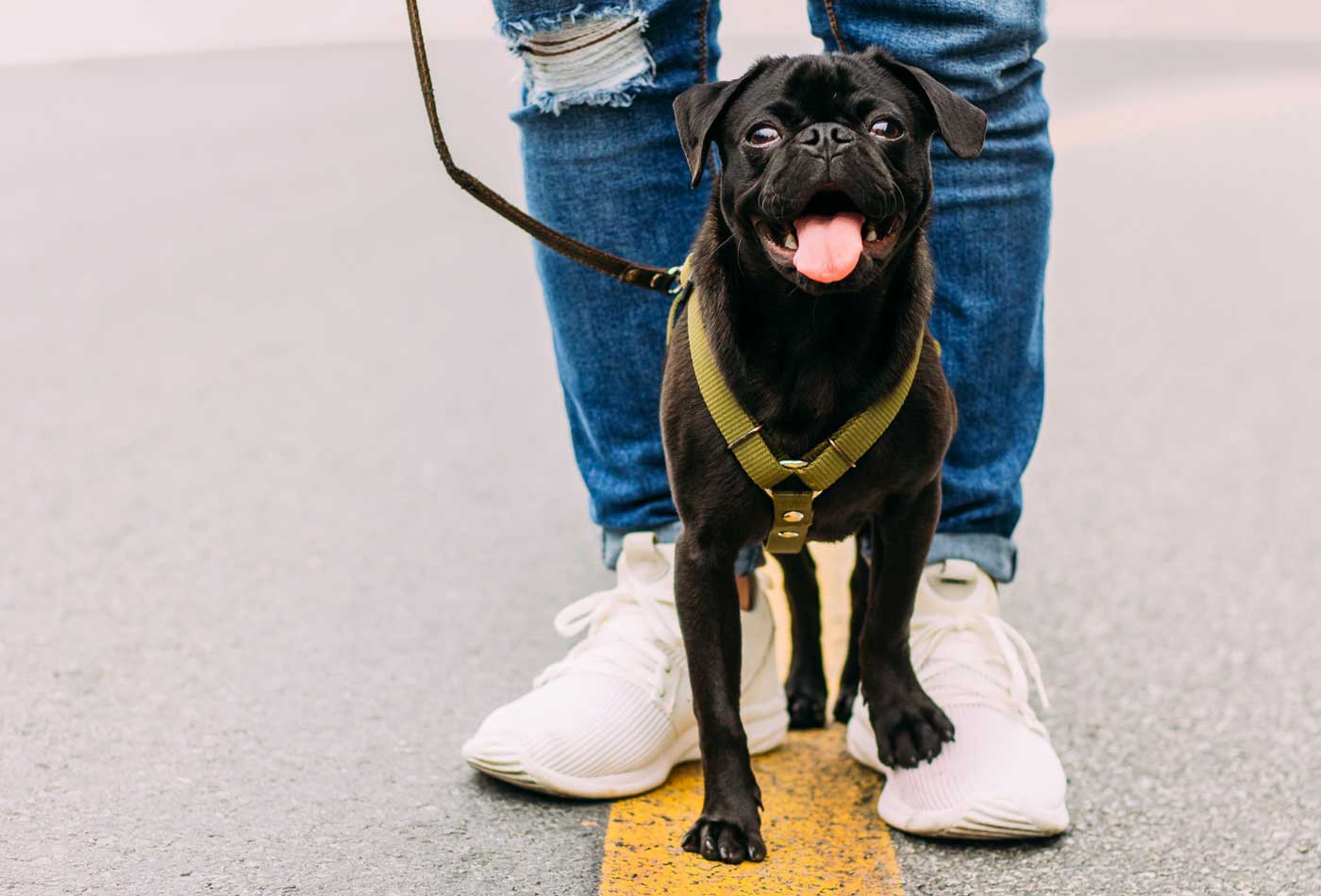 Starting a dog walking business in the UK - Shows a happy pug dog 