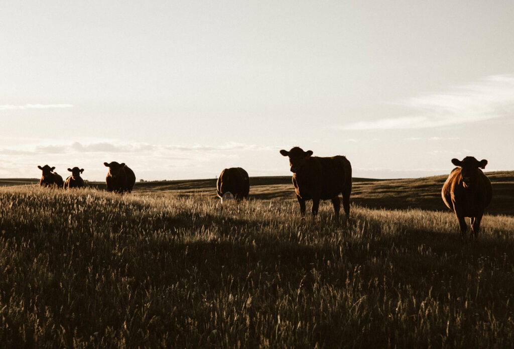 shows an image of cows in a field - Farmland insurance
