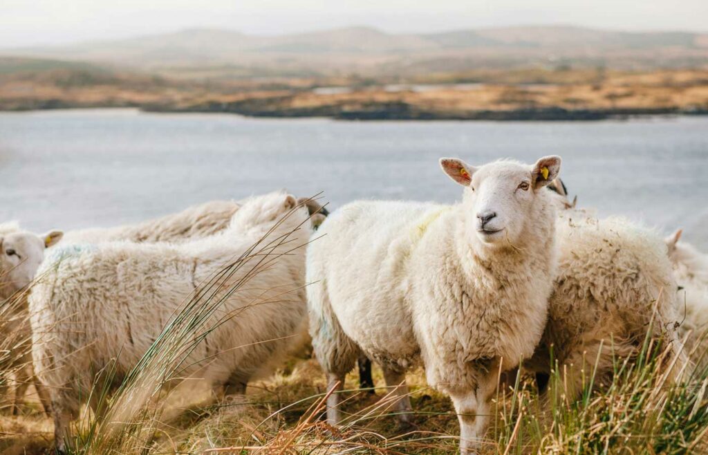 shows an image of sheep in a farm - livestock insurance