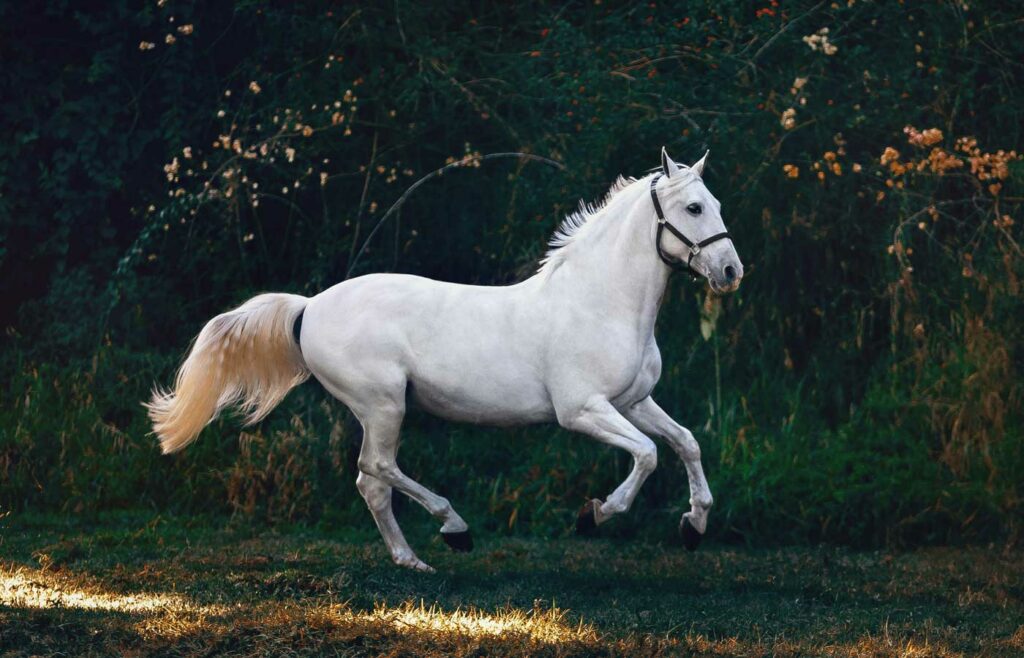 shows a white horse galloping in a field - horse insurance