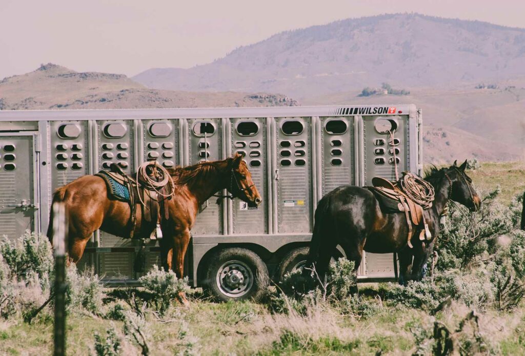 shows horses next to a horsebox