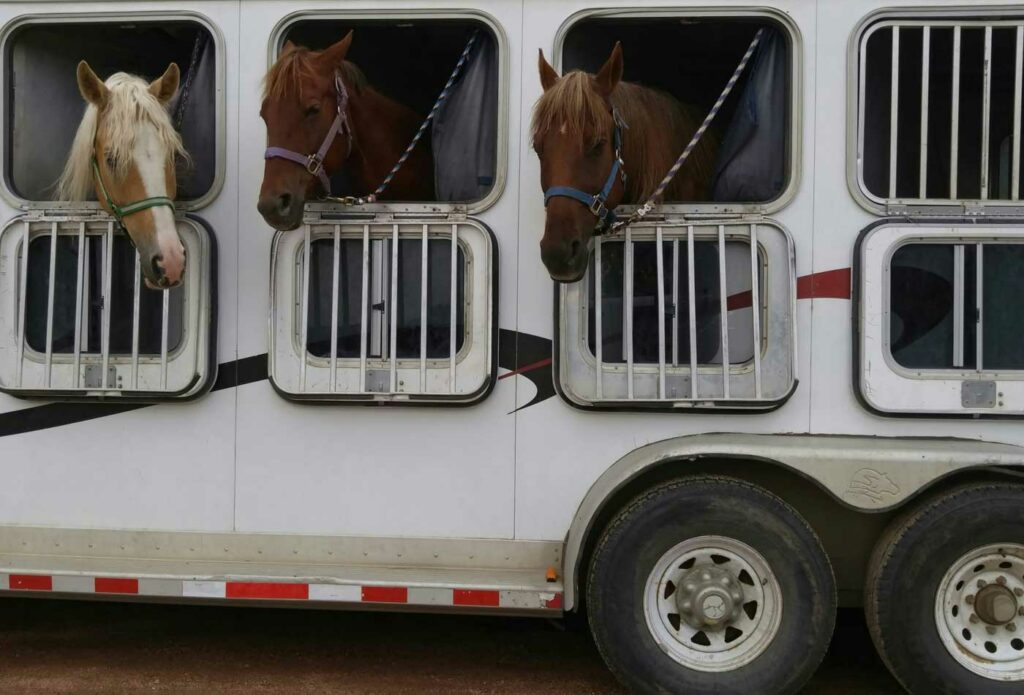 shows horses outside the horsebox windows - horsebox insurance