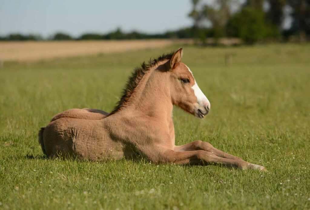 Shows a beautiful horse grazing in a field - Horsebox insurance